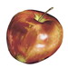 photo of apple