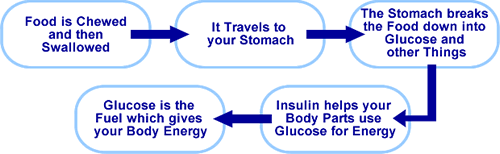 flow chart describing what happens when you eat food